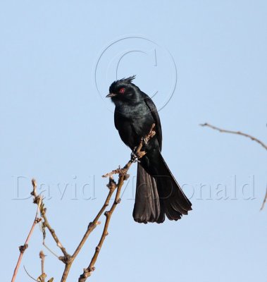 Phainopepla - male_5391.jpg