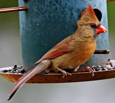 Northern Cardinal - female_3597.jpg