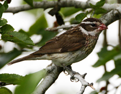 Rose-breasted Grosbeak - breeding female_7244.jpg