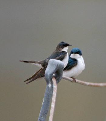 Tree Swallow - female  male_9443.jpg