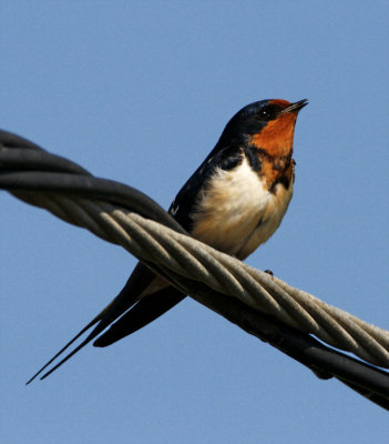 Barn Swallow - female_6678.jpg