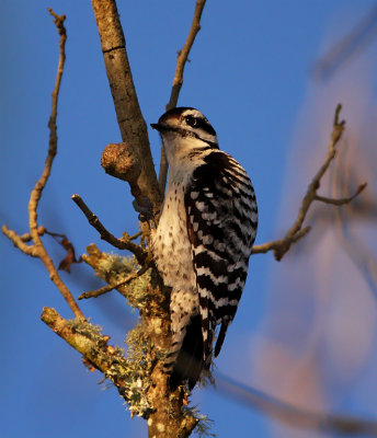 Ladder-backed Woodpecker - female_7608.jpg