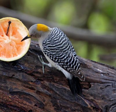 Golden-fronted Woodpecker - female_7068.jpg