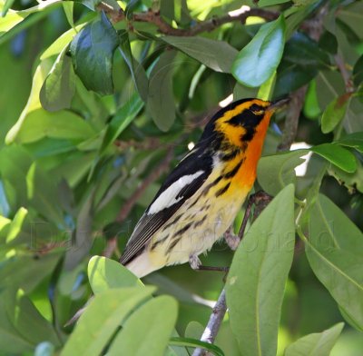 Blackburnian Warbler - male_8153.jpg