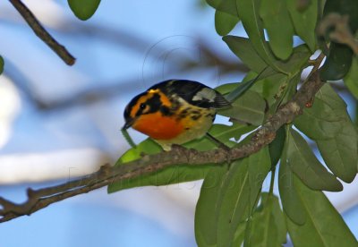 Blackburnian Warbler - male_8154.jpg