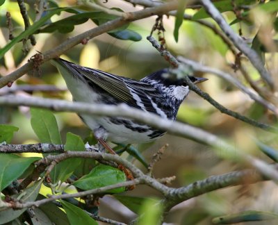Blackpoll Warbler - male breeding_8364.jpg