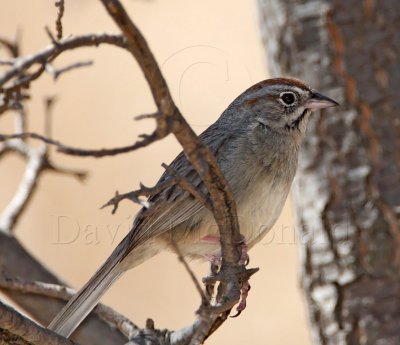 Rufous-crowned Sparrow_8797.jpg