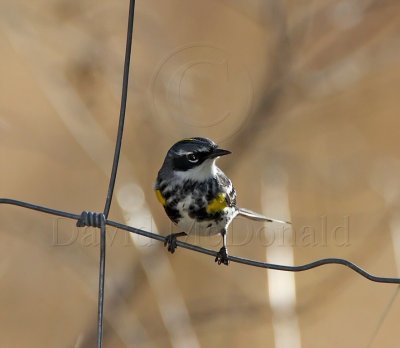 Yellow-rumped Warbler - Myrtle - breeding male_8653.jpg