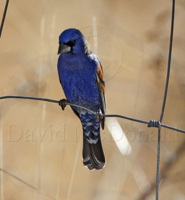 Blue Grosbeak - breeding male_8723.jpg
