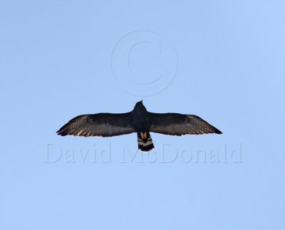 Zone-tailed Hawk_9268.jpg