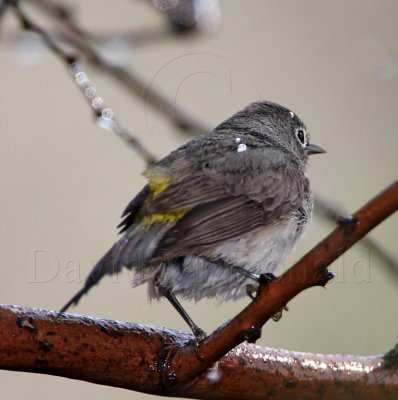 Virginia's Warbler - female_0189.jpg