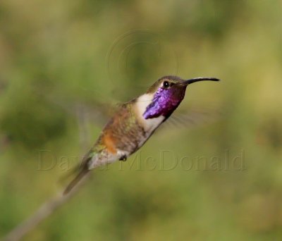 Lucifer Hummingbird - male_0066.jpg
