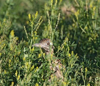 Roadrunner - hunting3_9485.jpg