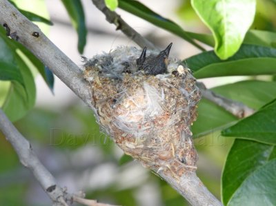 Black-chinned Hummingbird - nest babies_0102.jpg