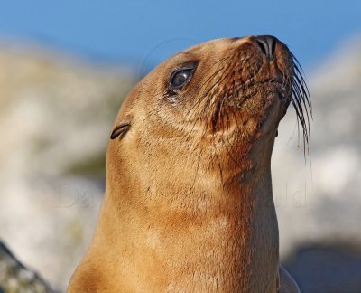 California Sea Lion - pup_0849.jpg