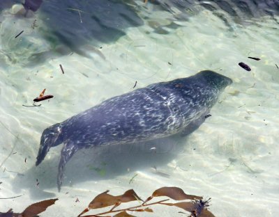 Harbor Seal_0434.jpg