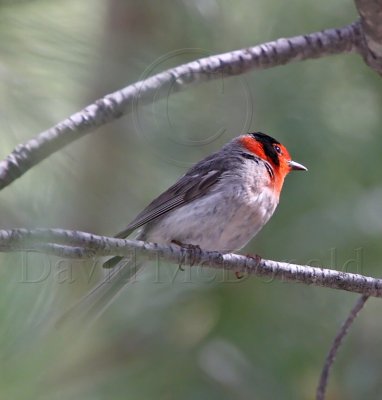 Red-faced Warbler_2159.jpg