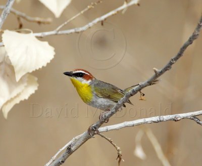 Rufous-capped Warbler_2806.jpg