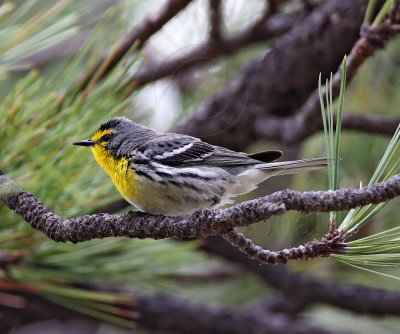 Grace's Warbler_2471.jpg