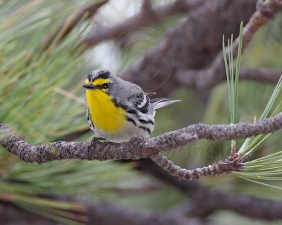 Grace's Warbler_2470.jpg