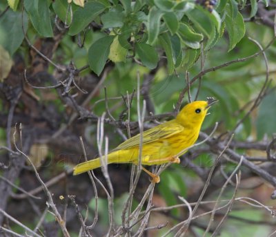 Yellow Warbler_2862.jpg