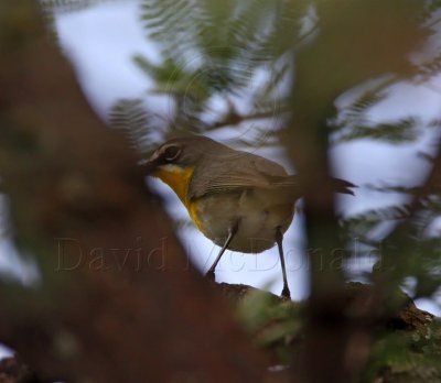 Yellow-breasted Chat_2872.jpg