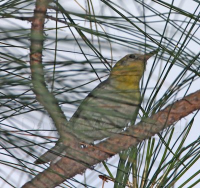 Olive Warbler - female_2141.jpg