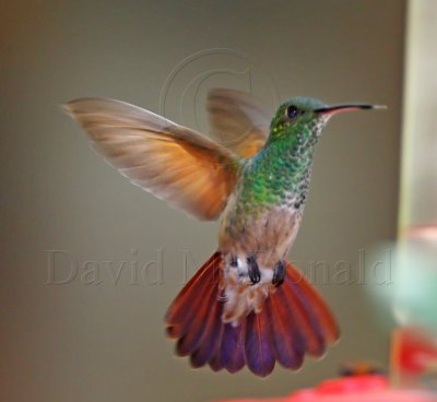 Berylline Hummingbird_1756.jpg