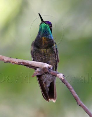 Magnificent Hummingbird - male_1305.jpg