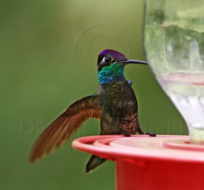 Magnificent Hummingbird - male_2189.jpg