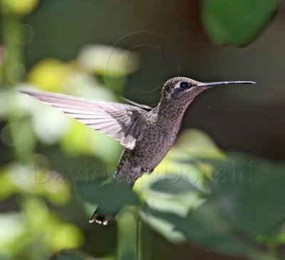 Magnificent Hummingbird - female_1601.jpg