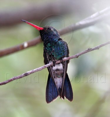 Broad-billed Hummingbird - male_1967.jpg