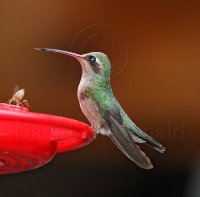 Broad-billed Hummingbird - female_1403.jpg