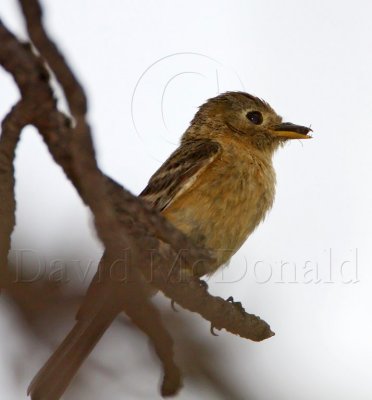 Buff-breasted Flycatcher_2511.jpg