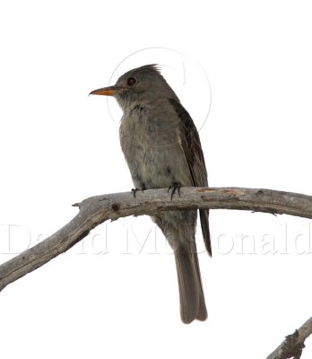 Greater Pewee_2413.jpg