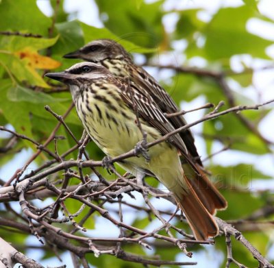 Sulphur-bellied Flycatcher_1287.jpg