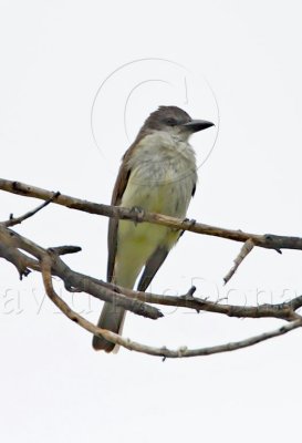 Thick-billed Kingbird_2953.jpg