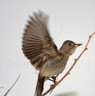 Western Wood-Pewee_2691.jpg