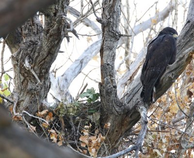 Zone-tailed Hawk - nest_2777.jpg