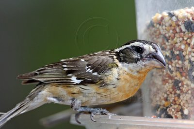 Black-headed Grosbeak - breeding female_1968.jpg