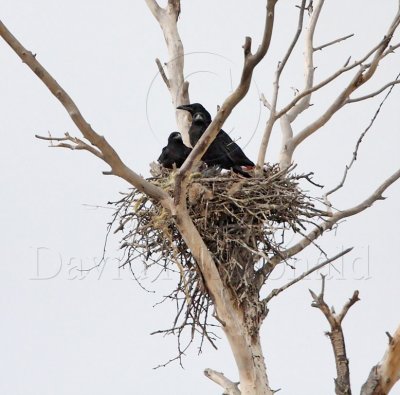 Chihuahuan Raven - nest_2560.jpg