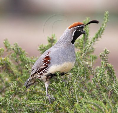 Gambels Quail - male_2034.jpg