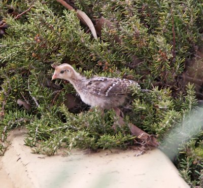 Gambel's Quail - chick_2003.jpg