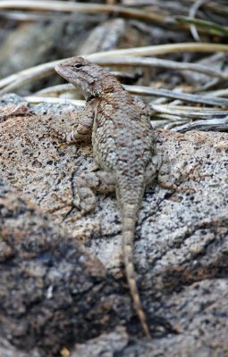 Desert Spiny Lizard_2043.jpg