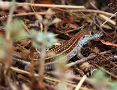 Sonoran Spotted Whiptail_2175.jpg
