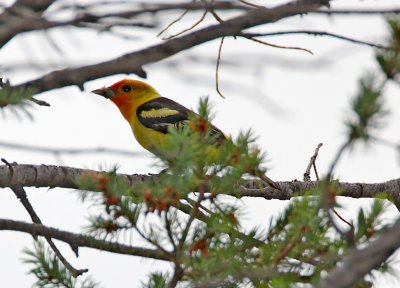 Western Tanager - male_2541.jpg