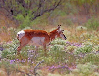 Pronghorn Antelope_9332.jpg