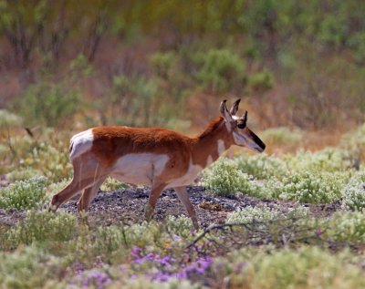 Pronghorn Antelope_9334.jpg