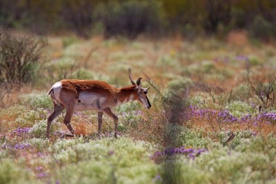 Pronghorn Antelope_9339.jpg