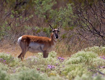 Pronghorn Antelope1_9360.jpg